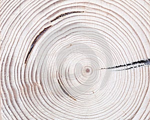 Tree wood cut with annual ring as natural texture background