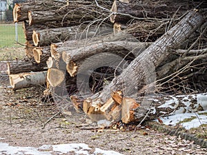 Tree wood felling in the park