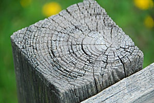 Tree Wood Rings Texture