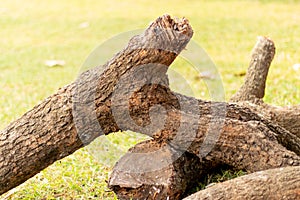 Tree wood truck lying on green field, blur background, selective focus