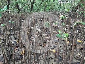 A mangrove is a shrub or tree that grows in coastal saline or brackish water.