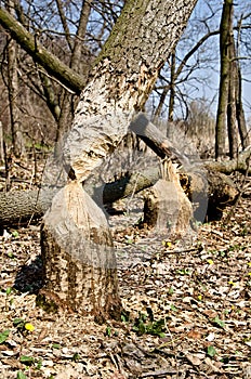 Tree in woods gnawed by beavers photo