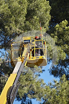 Tree work, pruning operations. Crane and pine wood forest