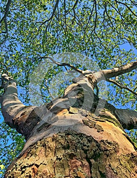 Tree in worm`s-eye perspective/ Baum aus der Froschperspektive