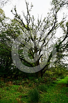 Tree, Wretham Heath NWT Nature Reserve, near Thetford, Norfolk, England, UK