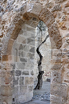 A tree in the yard of Saint George Castle in Lisbon