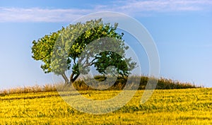 Tree in yellow field