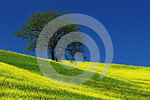 Tree on the yellow flower field with clear blue sky, Tuscany, Italy