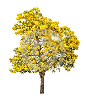 Tree with yellow flower isolated