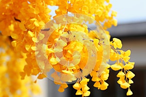 a tree with yellow flowers in front of a house