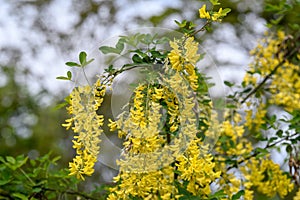 Tree with yellow flowers of Laburnum anagyroides, the common laburnum, golden chain or golden rain, in full bloom in a sunny sprin