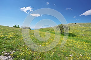 Tree and yellow flowers in mountain meadow