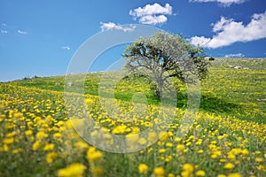 Tree and yellow flowers in mountain meadow