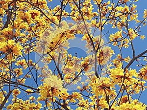 Tree With Yellow Flowers Over Blue Sky