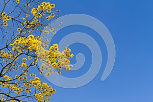 Tree with yellow flowers under blue sky