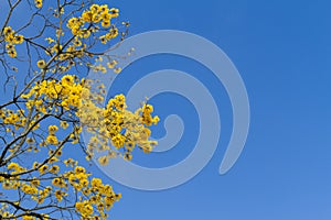 Tree with yellow flowers under blue sky photo