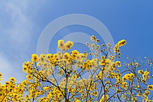 Tree with yellow flowers under blue sky photo