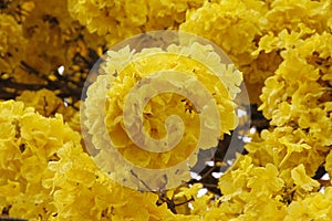 Tree with yellow ipe flowers on clear sky day