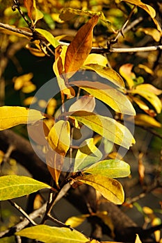 Un albero foglie autunno 