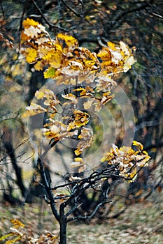 tree with yellow leaves