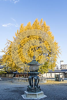 Tree with yellow leaves during Fall (Autumn) in the Nishi Hongan-ji temple in Kyoto, Japan