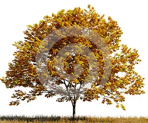 Tree with yellow leaves in a field on white transparent background. 3D rendering illustration