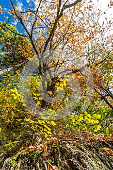 A tree with yellow leaves near Smalls Falls, Maine