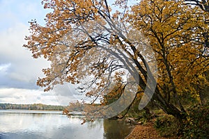 A tree with yellow leaves over the lake. Kaliningrad region.