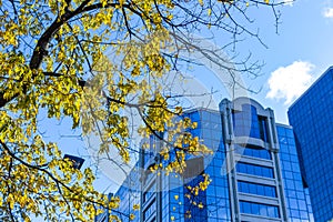 The tree with yellow leaves and the tall business skyscrapers