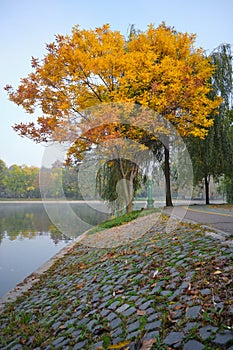 Tree with yellow and orange leaves at the edge of a lake, with cobblestone in the foreground, at Alexandru Ioan Cuza park.