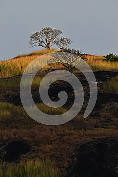Tree on yellow sun burnt grass  Top of mountain  yellow grass and blue sky