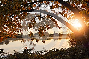 Tree with yellow trees bent over a river. Sun shines between brunches. Terryland castle in the background. Corrib river, Galway