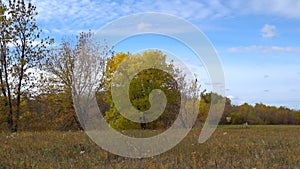 Tree with yellowing leaves on autumn meadow. Early autumn.