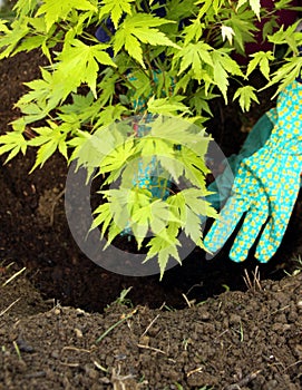 Tree young plant planting