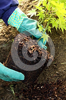 Tree young plant planting