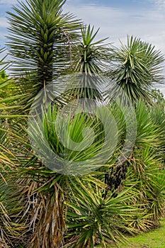 Tree Yucca filifera plants in a garden