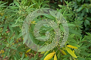 Tree Zieria, also known as Stinkwood plant grown in Victoria, Au