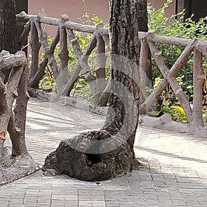 A tree in a zoological park with hollow base