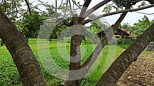 The treea in the green nature