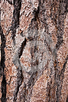 Treebark