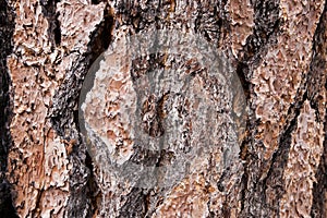Treebark