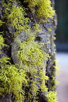 Treebark with moss