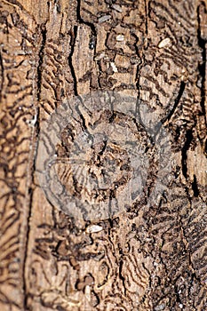 Treebark with Parasite bark beetle