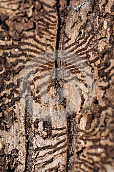 Treebark with Parasite bark beetle