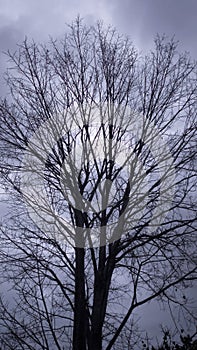 treebranch and bluesky