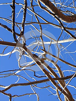 Treebranch sky and tree blue sky