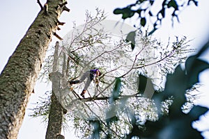 treeclimber above tree to perform pruning and felling arboriculture