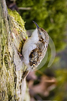 Treecreeper (Certhia familiaris)