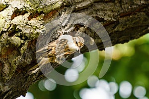 Treecreeper (Certhia familiaris) perched on side of tree having a scratch