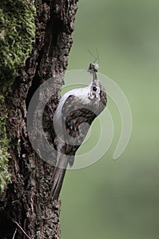 Treecreeper, Certhia familiaris